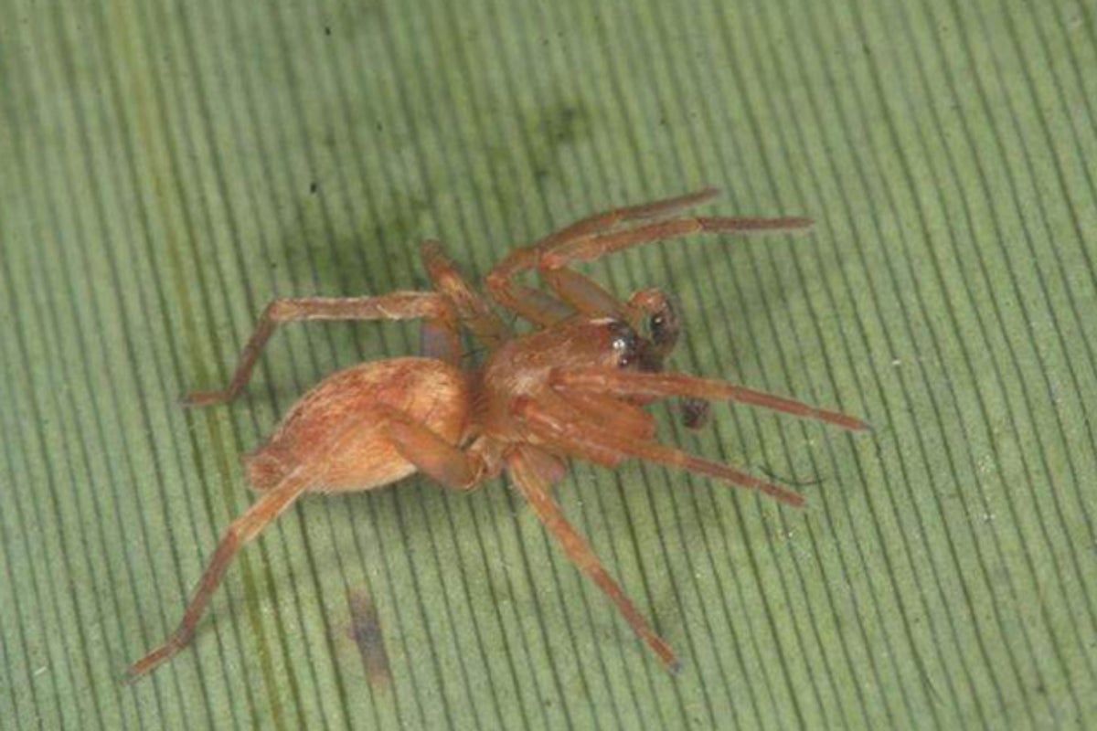 Colony of rare spiders discovered | The Independent | The Independent