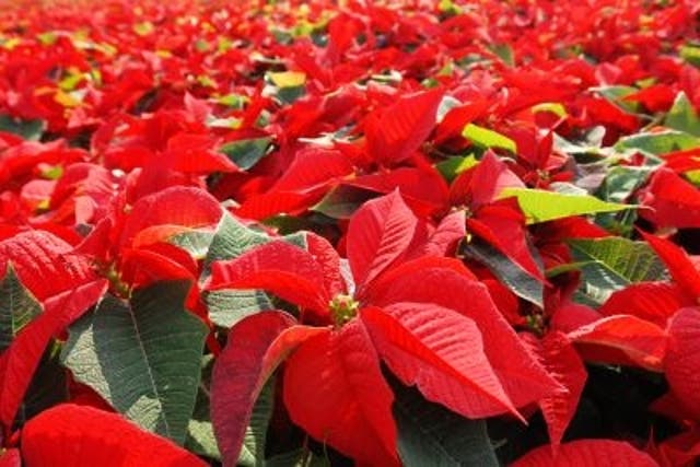 Four members of Naples’ notorious Camorra crime organisation have been arrested for making city centre shopkeepers a Christmas an offer they couldn’t refuse - festive poinsettia plants with prices hiked to over 100 times their usual price.