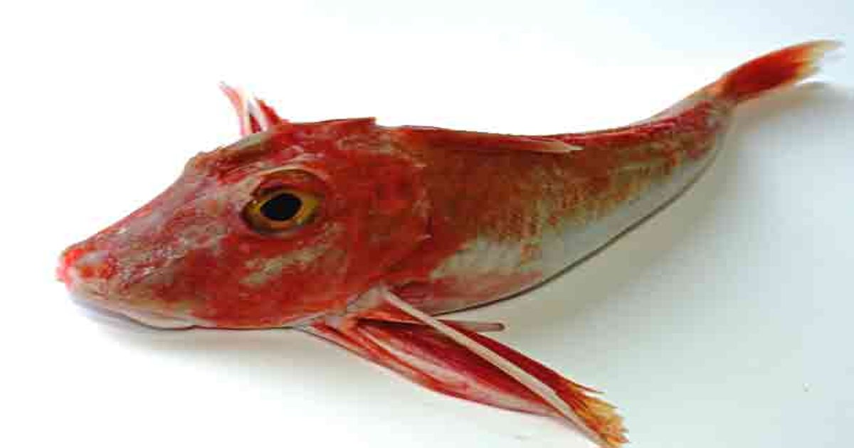 Types Of Edible Fish Uk