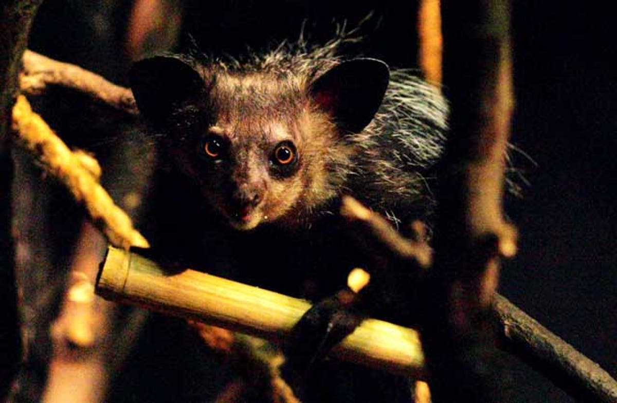 Where The Weird Things Are: Meet The Finger-lickin' Odd Aye-aye 