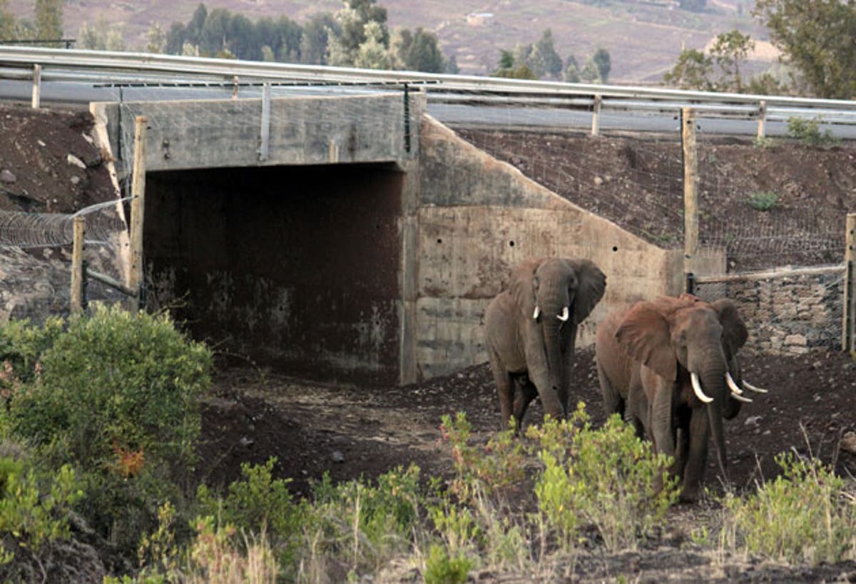Переход животных. Экодук в калужской области. Экодук для животных. Мост экодук. Тоннели для диких животных.