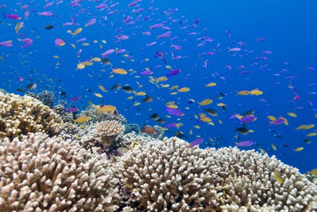 <p>File: Sunscreens that contain chemicals damaging corals have been banned by the Thailand government from all of its marine parks</p>