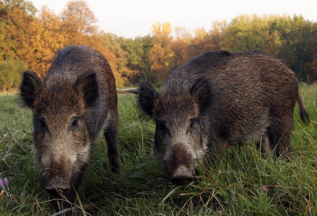 Wiltshire Police said that the driver of the Seat Ibiza car died at the scene after colliding with a wild boar