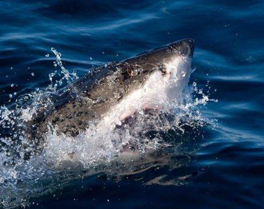 Great whites are the largest meat-eating sharks