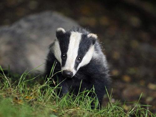 Related video: Shooters target a trapped badger, leaving it to die slowly