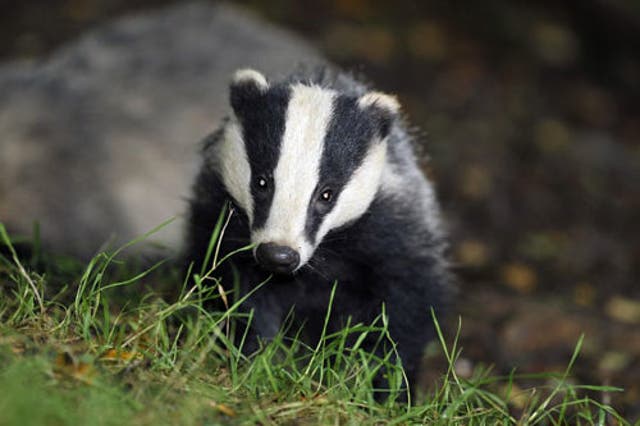 Related video: Shooters target a trapped badger, leaving it to die slowly