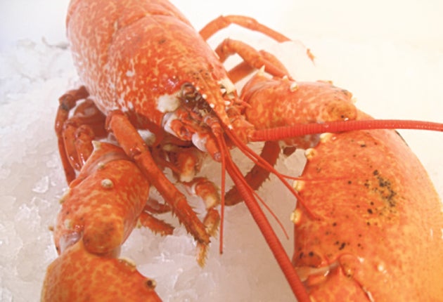 A Pennsylvania man could spend up to 25 years in prison for stealing lobsters he planned to sell to support his drug habit