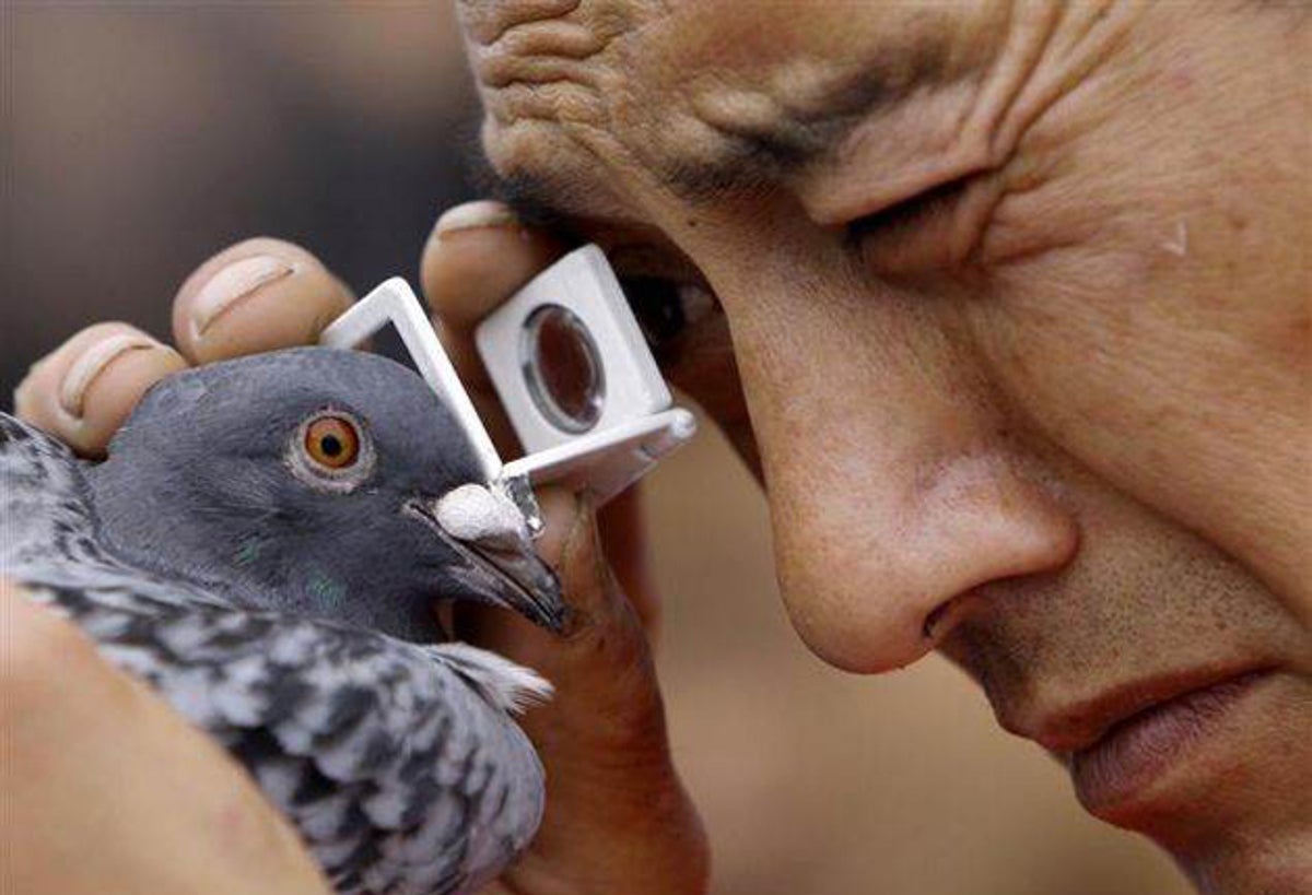 China sees pigeons as far more than a flight of fancy | The Independent | The Independent