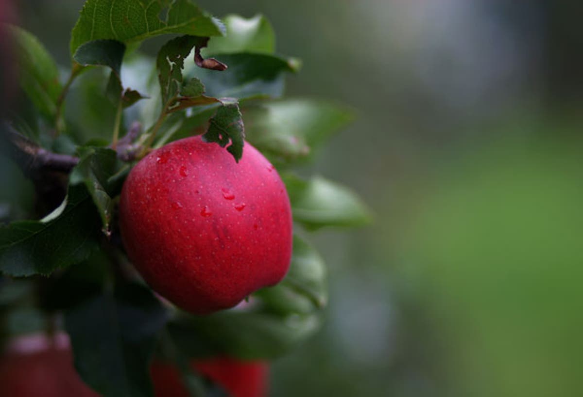 They compared apples with apples...and the gala won