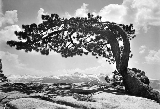 Ansel Adams, the lost negatives and a $200m lawsuit The Independent The Independent picture