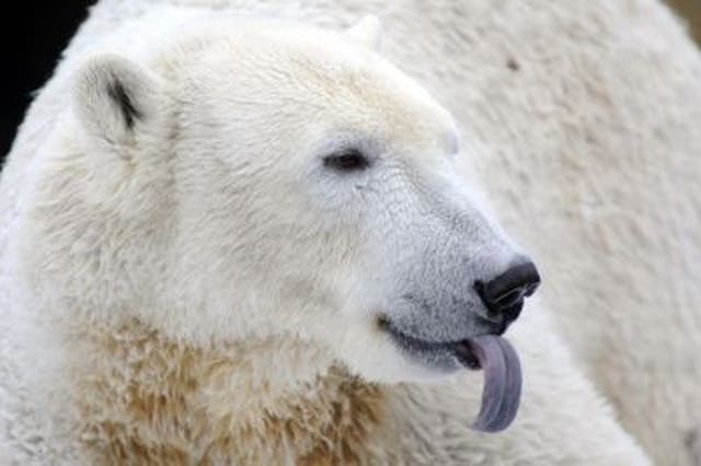 Polar bear Knut