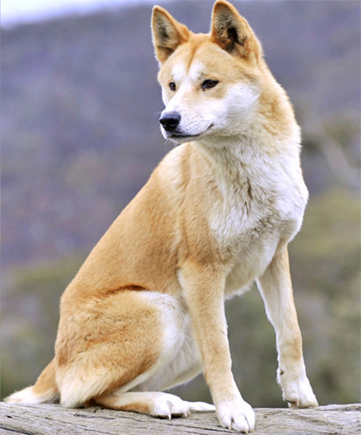 are dingoes dangerous