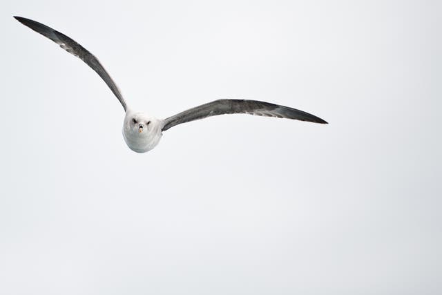 Nearly 60 per cent of fulmars in the North Sea have significant amounts of plastic in their stomach