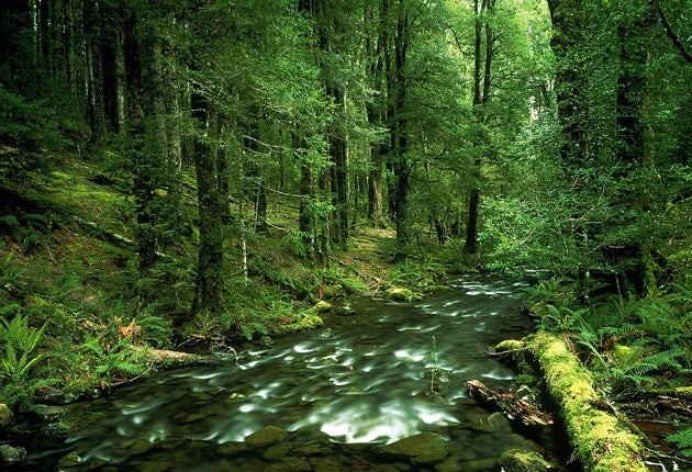 Tasmania's rainforest at risk from mining | The Independent | The ...