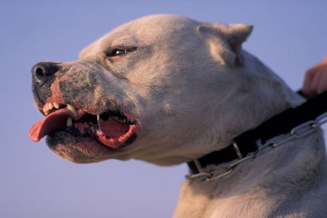 The Argentinian fighting dog is one of the four breeds covered by the Dangerous Dogs Act. The others are American pit bull terriers, Japanese tosas and Fila Brazileiro