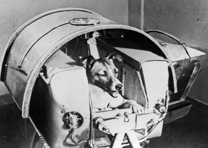 Laika the dog onboard Sputnik II on 3 November 1957