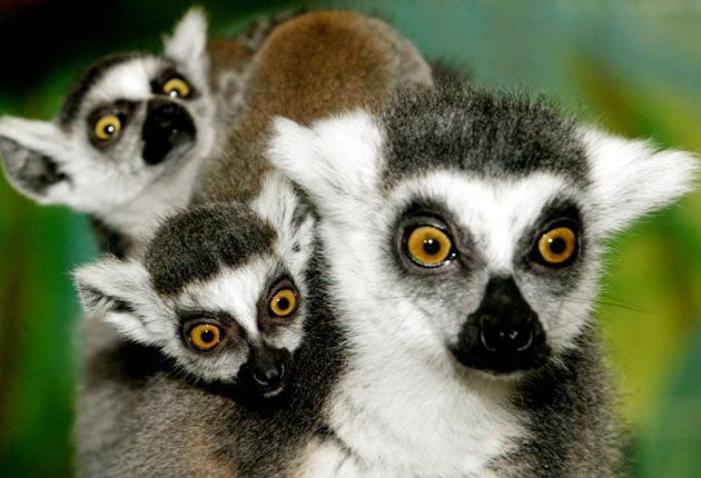 Lemurs in the wild