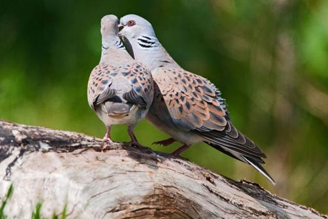The turtle dove has vanished from half its nesting sites in the past 20 years