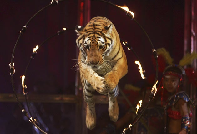 The Coalition government today rejected a ban on wild animals in circuses in favour of a new licensing regime