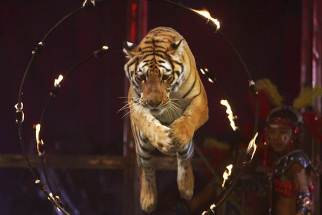 The Coalition government today rejected a ban on wild animals in circuses in favour of a new licensing regime