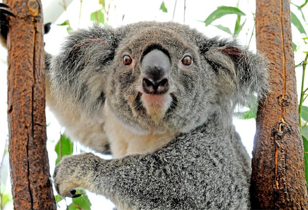 The altercation allegedly broke out during a dispute over whose turn it was to pat the park's koalas