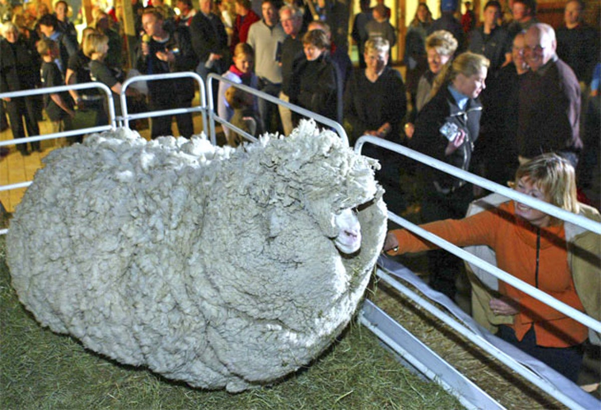 RIP Shrek, the sheep that bewitched a nation | The Independent | The  Independent