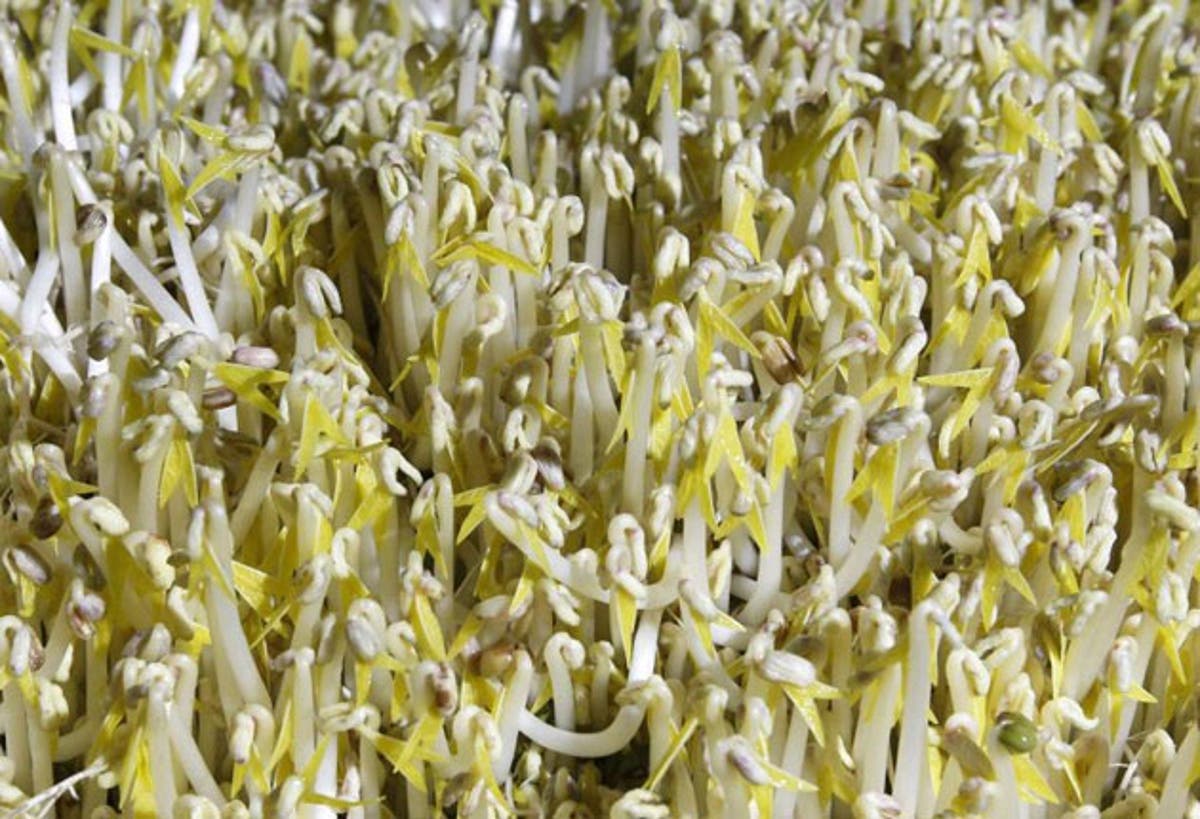 Fall in number of new E.coli cases says Germany | The Independent | The ...