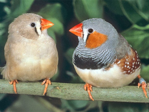 Zebra finches are affected by traffic noise after they have flown the nest