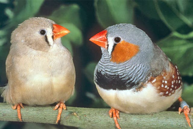 Zebra finches are affected by traffic noise after they have flown the nest