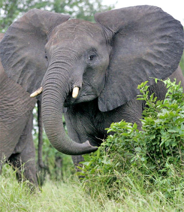 Happy the elephant’s final goodbye leaves Bronx Zoo staff in tears ...