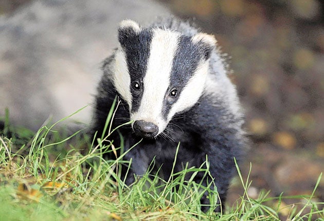 The RSPCA said it was a 'black day for badgers' ahead of an expected announcement of a major cull