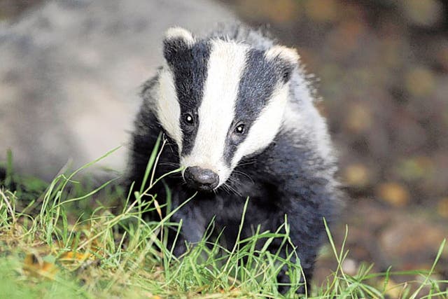 The RSPCA said it was a 'black day for badgers' ahead of an expected announcement of a major cull