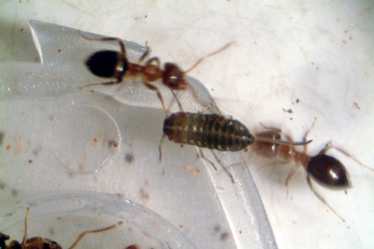 Kenyan court charges two men including Chinese citizen with smuggling live ants