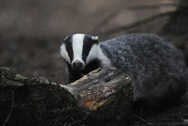 Animal welfare campaigners have vowed to fight badger culling in England