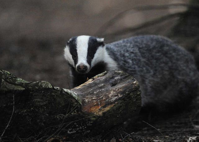Animal welfare campaigners have vowed to fight badger culling in England