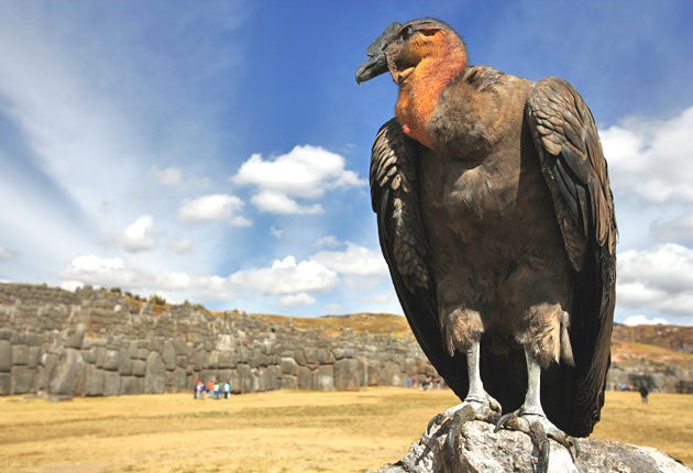 The Andean condor has the largest wing surface of any flying bird