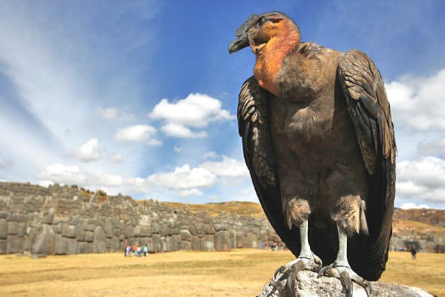 The Andean condor has the largest wing surface of any flying bird