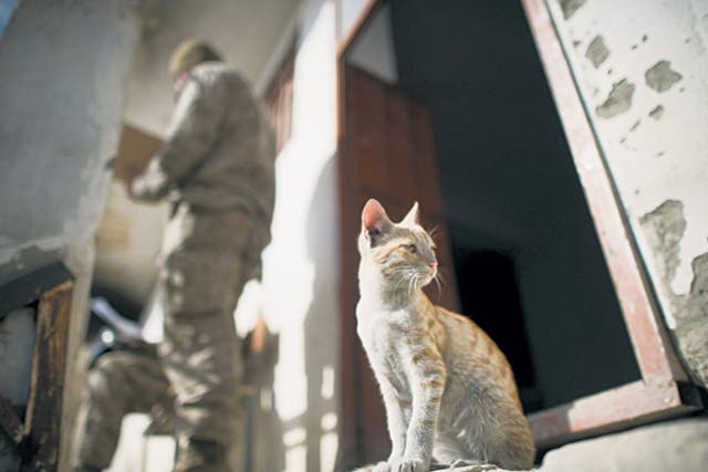 Cat supporters say their extermination would pave the way for pests to invade the embassy