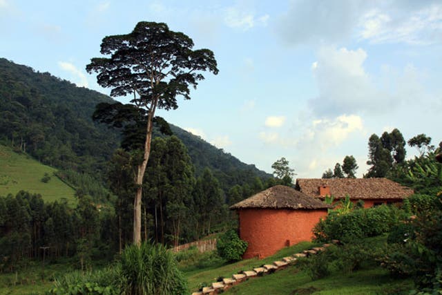 Branch out: Mahogany Springs offers a stylish base for gorilla tracking in Bwindi Impenetrable Forest