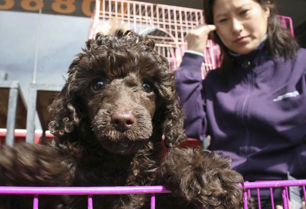 Dogs in Jiangmen won't be rounded up and killed but face tough new
laws