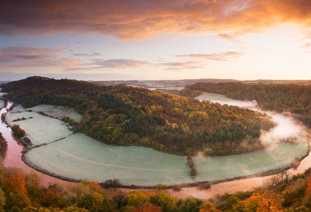 The wood and the trees: The Forest of Dean