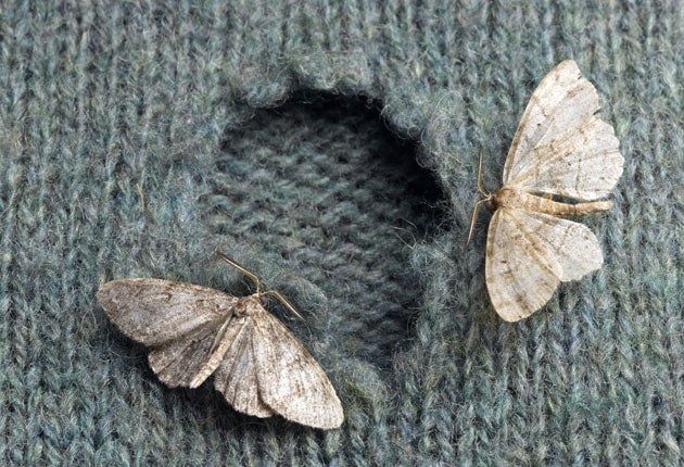The clothes moth Tineola bisselliella likes eating natural fibres