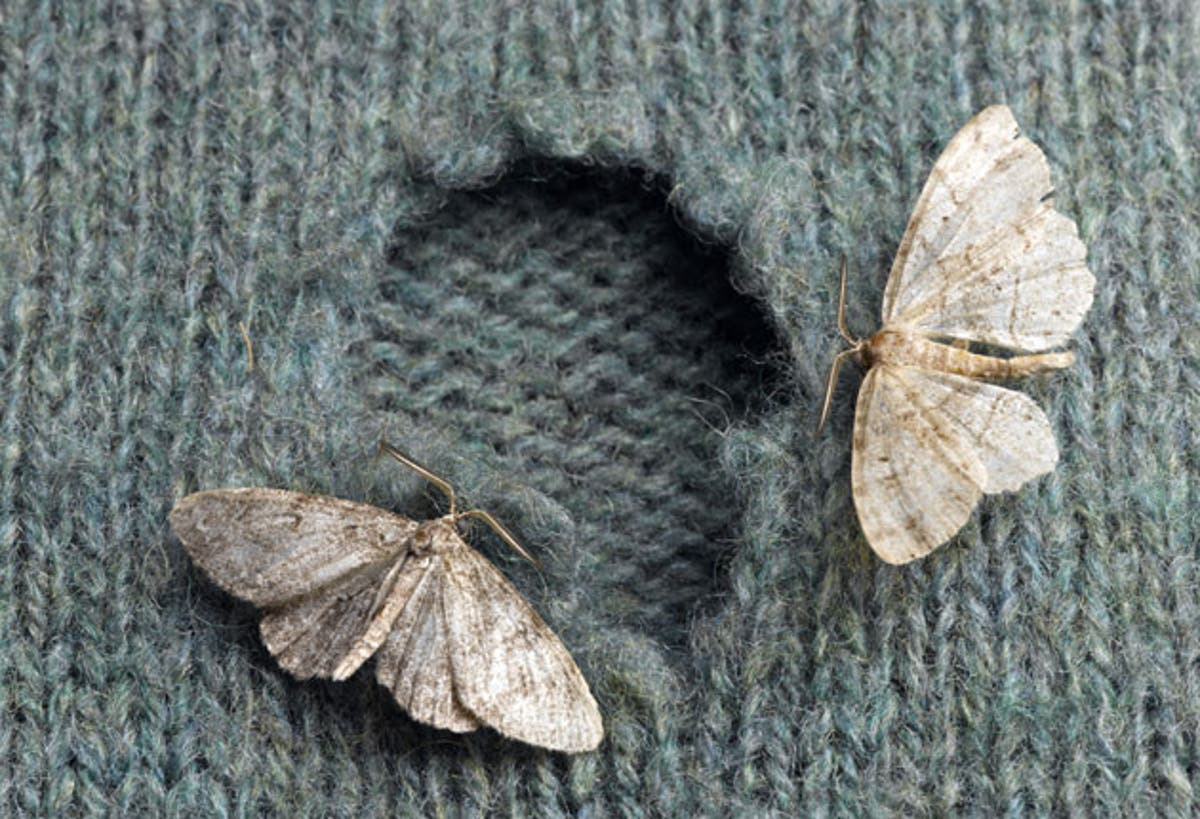 Как выглядит черная моль The curse of the moth The Independent The Independent