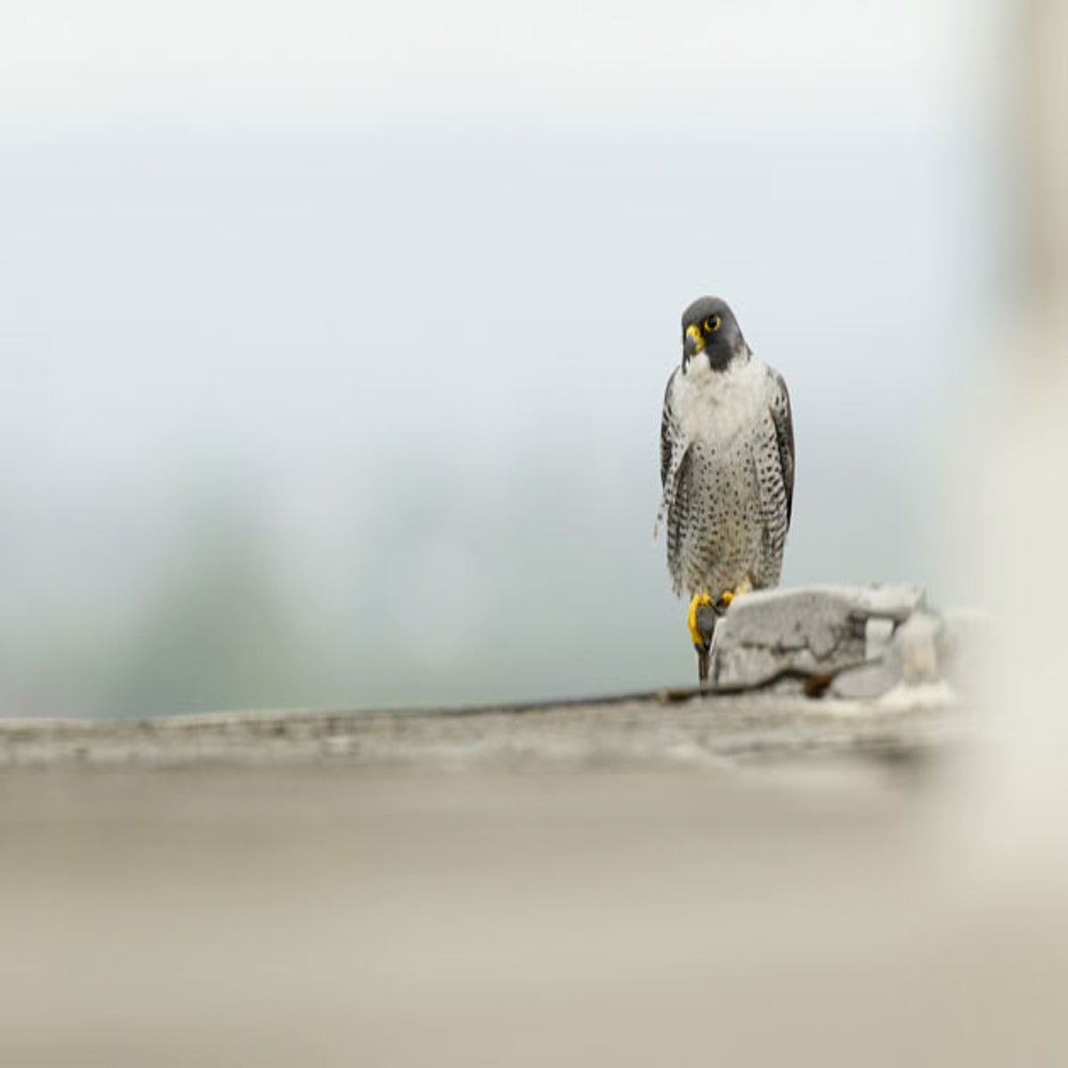 Peregrine Falcon Peak District