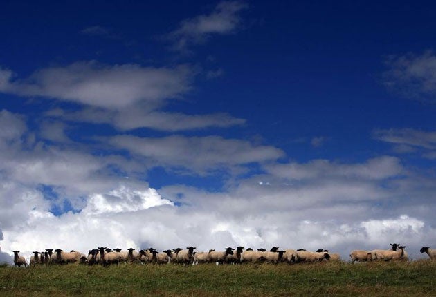 The number of sheep being stolen from UK farms is increasing