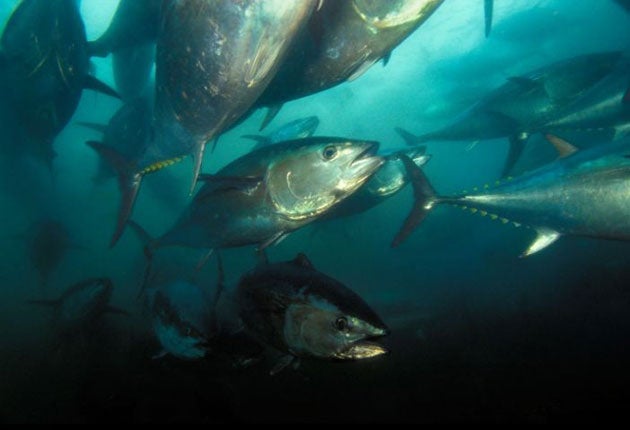 The highly-prized bluefin tuna is now endangered as a result of over-fishing