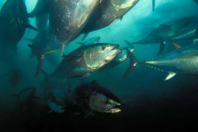 The highly-prized bluefin tuna is now endangered as a result of over-fishing