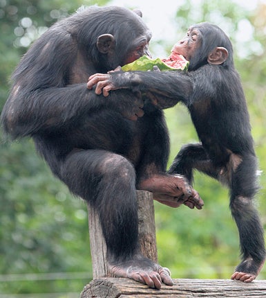 Altruistic behaviour had been previously regarded as unique to humans