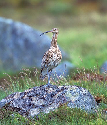It is believed that land use change is behind the slump in Irish curlew numbers