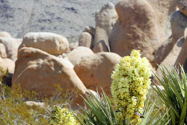 American odyssey: A Mojave yucca in the Joshua Tree National Park, California